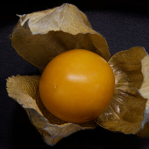 Z50_0642_DxO.jpg