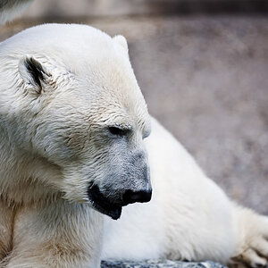 Stuttgart
Zoo "Wilhelma"