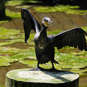 TanzenderKormoran01
