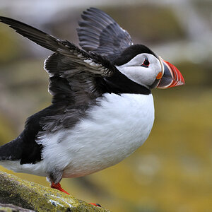 puffin4