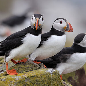 puffin5