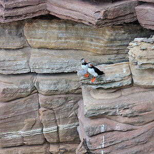 hoy puffin