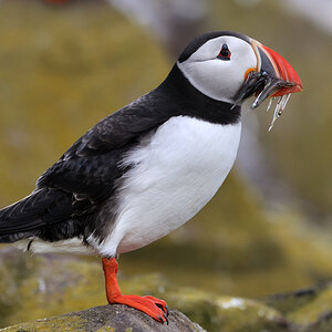 puffin10