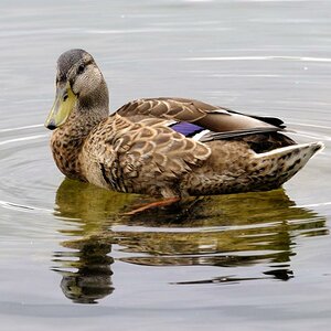 Ente