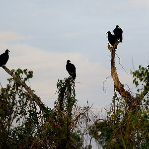 birds Cathartes aura