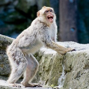 affe1