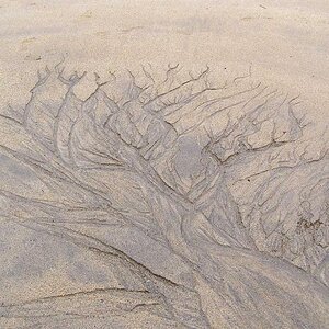 Sandbaum