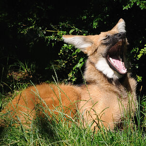 Mähnenwolf01