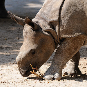 Rhino01