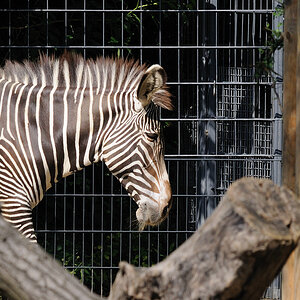 Zebra01