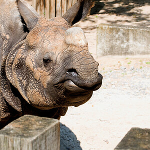DSC 3686 nashorn