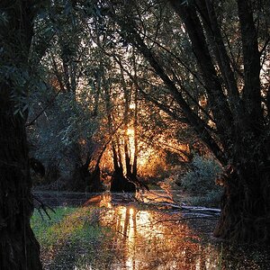 Licht fällt in Wald (naja fast, der Wald steht im Wasser)