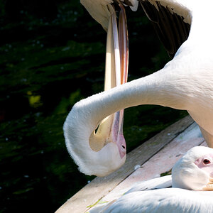 DSC 3942 pelikan
