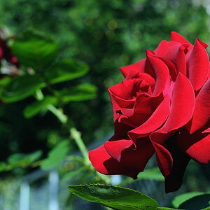 Rose04