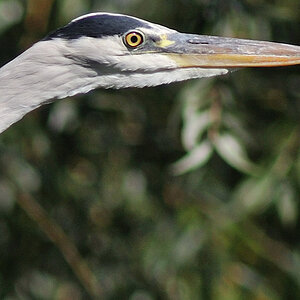 100Zooreiher im Abflug