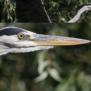 100Zooreiher im Abflug