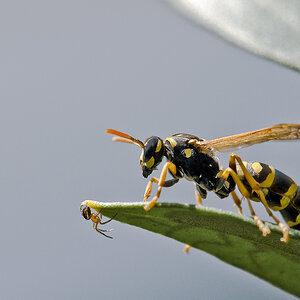 Feldwespe (Polistes dominulus)04. Juli 2009