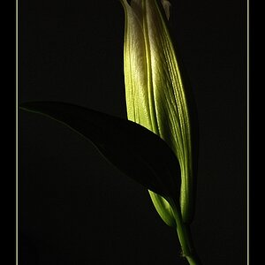 Lilie.geschlossen