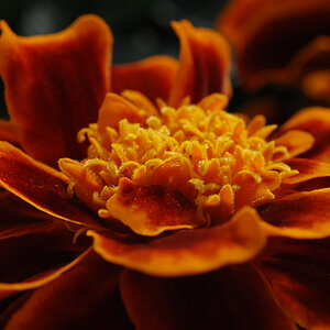 Tagetes