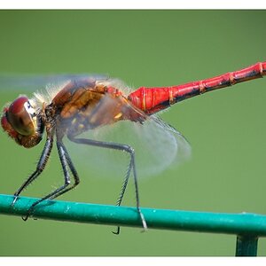 rote Libelle