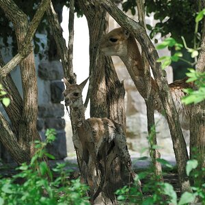 comp Zoo Dresden 20090729 1539072009