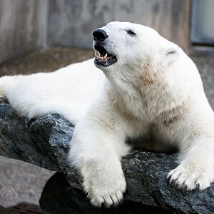 Stuttgart
Zoo
"Wilhelma"