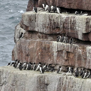 handa guillemot