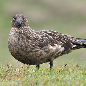 handa bonxie