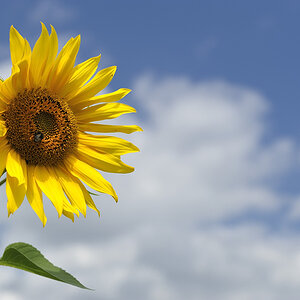 20090728 124213 Blutenburg Sonne