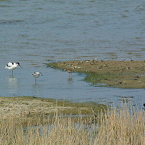 DSC_0598PAxl.jpg