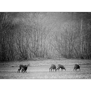 SasaDSC_3182.jpg