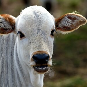 Tiere vom Bauernhof 1.jpg