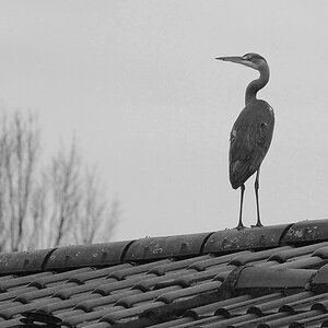 _DSC0084cnx2KARSWxl.jpg