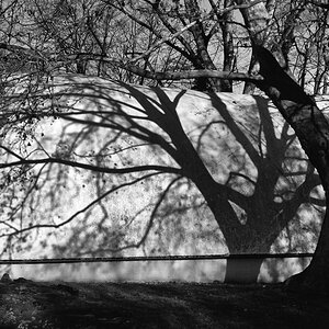 baum_schatten.jpg