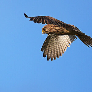 811_5344at5l10fks70p1.jpg