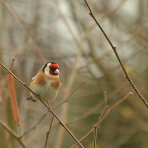 NF_DSC_0312.jpg