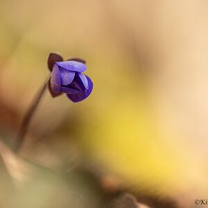 Leberblümchen (hepatica nobilis)