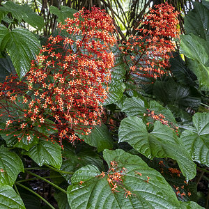 Blüten Tahiti.jpg