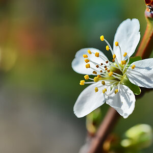 pflaumenblüte_1200.jpg