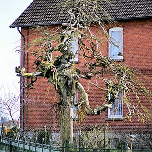 Ein klasse Baum..jpg