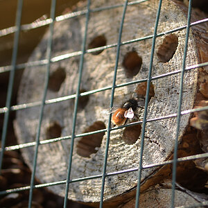 Wildbienen_DSC_2790.jpg