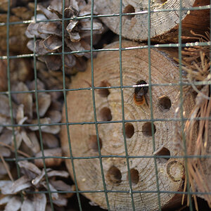 Wildbienen_DSC_2795.jpg