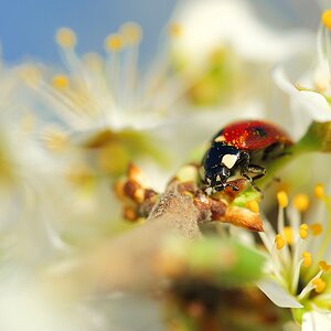 Marienkäfer in Kirschblüte.jpg