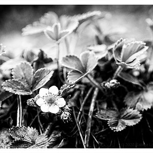 206 Erdbeerblüte SW