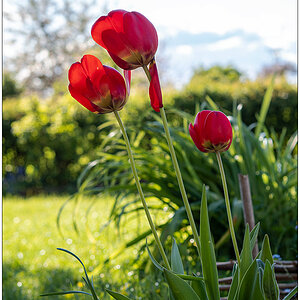 224 Tulpen