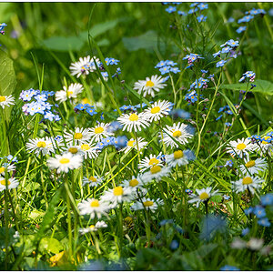 237 Wiese hinter der Gartenlaube