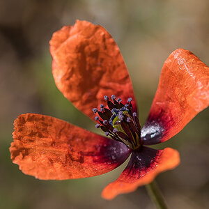 Mohnblüte.jpg