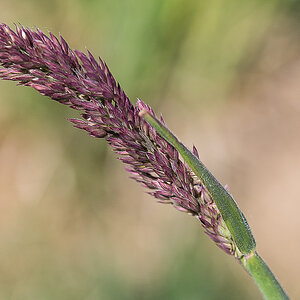 Wolliges Honiggras.jpg