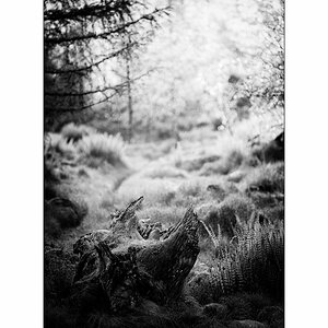 ReDSC_3836.jpg