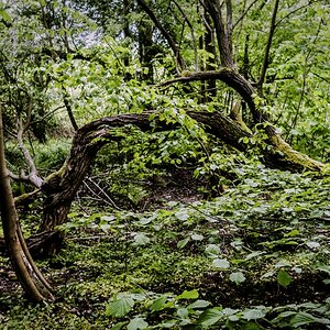 TZ_DSC01452_A.jpg
